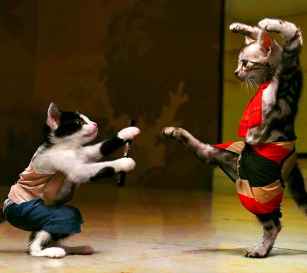 Cat humor funny karate cat 5
